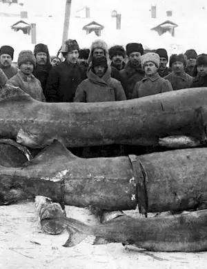 Белуга в Волге 1924 самая большая