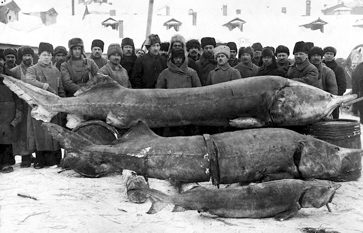 Белуга в Волге 1924 самая большая