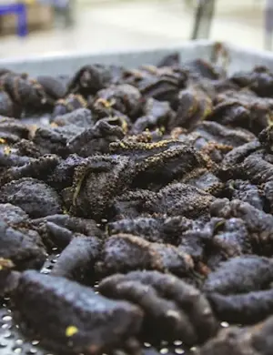 Кукумария японская