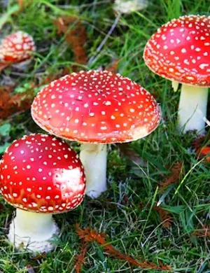 Мухомор Аманита Мускария