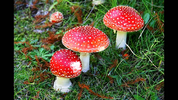 Мухомор Аманита Мускария